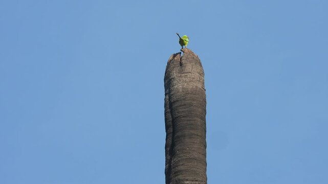Parrot relaxing on tree .