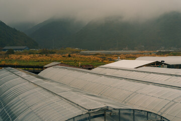 Greenhouse in rice fields on Shikoku Island, Japan