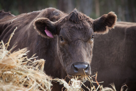 Brown Murray Grey cow eating hay