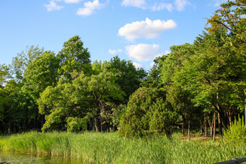 Summer Seoul forest in Seoul, South Korea