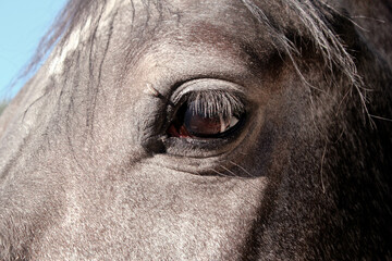 eye of horse