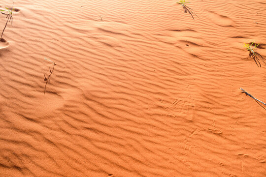 Detail shot of ripples and animal prints in orange desert sand