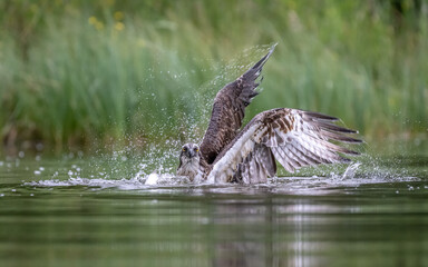 Osprey in the water fishing