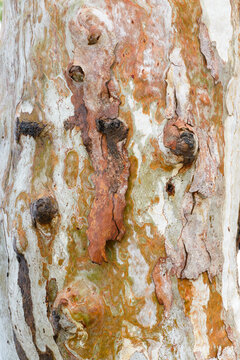 Detail shot of patterned heavily textured gum tree trunk with shades of greens, oranges and reds