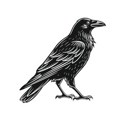 Fototapeta premium crow on a white background
