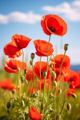 Naklejka premium Red poppies flowers in the field
