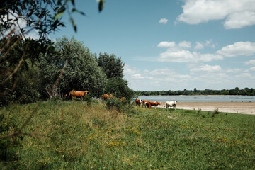 Group of cows grazing by the riverbank on a summer day, under a blue sky with scattered clouds....