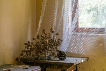 Dried plants and a pine cone on a dusty table by a window with lace curtains – nostalgic...