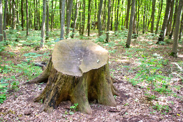 Oak stump with green moss in summer forest.