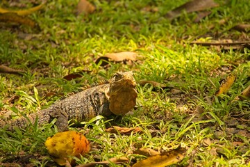 black iguana in Costa Rica