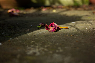 A single wilted flower lying on the ground, illuminated by a beam of light. A moody, poignant image...