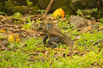 black iguana in Costa Rica