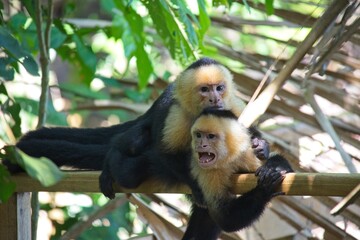 Naklejka premium two white face monkeys in a rainforest in Costa Rica