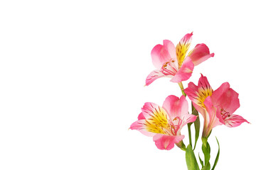 Elegant pink alstroemeria flowers with green stems on transparent background. Ideal for floral design, wedding invitations, and botanical compositions.
