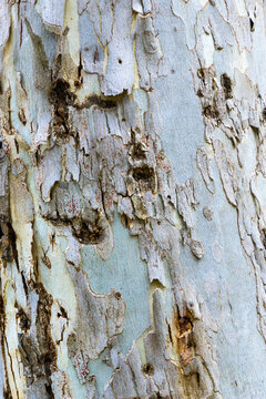 Close up of gum tree trunk with rough texture and peeling bark