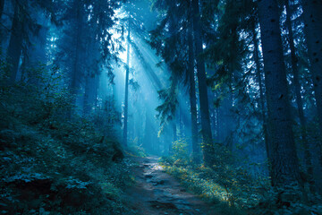 Fototapeta premium a path in the woods with a sunbeam