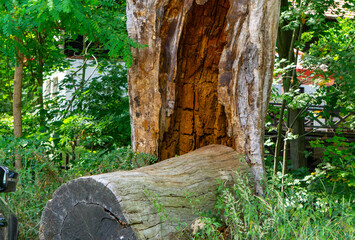Decayed trunk of a fallen tree in a garden, with visible internal rot and surrounded by lush...