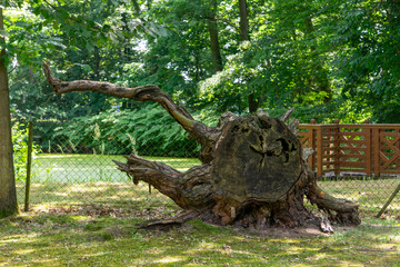 Old fallen tree with exposed trunk and roots, lying on grass near a fence in a shaded park