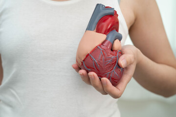 Cardiovascular disease CVD, Asian woman with heart human anatomy model.
