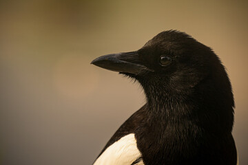 Eurasian magpie close-up profile portrait on a warm smooth background © Jiri Licka