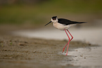Black-winged Stilt (Himantopus himantopus) standing on shore in natural habitat. Elegant wader with long pink legs, perfect for nature, wetland, and birdwatching themes.