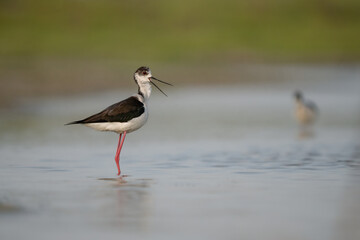 Black-winged Stilt (Himantopus himantopus) standing on shore in natural habitat. Elegant wader with long pink legs, perfect for nature, wetland, and birdwatching themes.