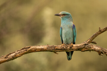European Roller (Coracias garrulus) perched on a branch in golden light. Vivid turquoise feathers and natural background. Ideal for birdwatching, wildlife, and nature themes.