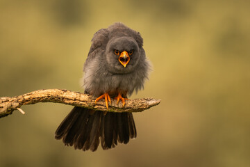 Male Red-footed Falcon (Falco vespertinus) perched on a branch, showing vibrant orange legs and...