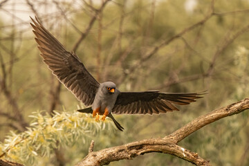 Male Red-footed Falcon (Falco vespertinus) in flight with wings spread wide. Striking action shot, ideal for wildlife, raptor species, and birdwatching-themed visuals.