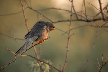 Male Red-footed Falcon (Falco vespertinus) perched on a branch, showing vibrant orange legs and intense gaze. Captured in natural habitat, ideal for birdwatching and wildlife themes.