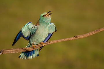 European Roller (Coracias garrulus) perched on a branch in golden light. Vivid turquoise feathers and natural background. Ideal for birdwatching, wildlife, and nature themes.