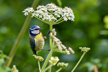 Blue Tit (Cyanistes caeruleus), common across Europe, spotted in Phoenix Park, Dublin.