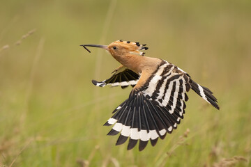 Eurasian Hoopoe (Upupa epops) flying towards tree cavity with caterpillar in beak. Action wildlife...