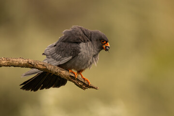 Male Red-footed Falcon (Falco vespertinus) perched on a branch, showing vibrant orange legs and...