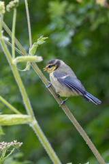 Blue Tit (Cyanistes caeruleus), common across Europe, spotted in Phoenix Park, Dublin.