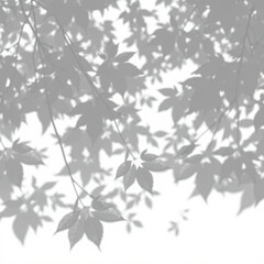 shadow overlay effect. Gray shadow of leaves isolated on white background. Plant foliage leaf shadow light effect. Mockup Blurred tree branch shadow. Ideal for summer spring design elements PNG