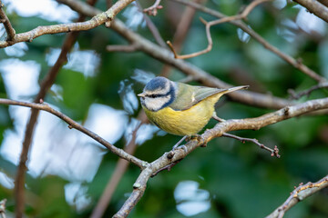 Blue Tit (Cyanistes caeruleus), common across Europe, spotted in Phoenix Park, Dublin.