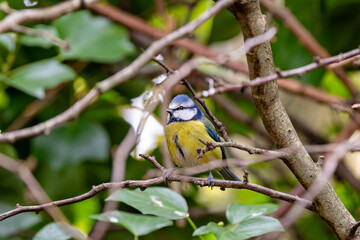 Blue Tit (Cyanistes caeruleus), common across Europe, spotted in Phoenix Park, Dublin.