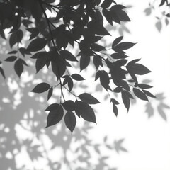shadow overlay effect. Gray shadow of leaves isolated on white background. Plant foliage leaf shadow light effect. Mockup Blurred tree branch shadow. Ideal for summer spring design elements PNG