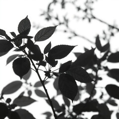 shadow overlay effect. Gray shadow of leaves isolated on white background. Plant foliage leaf shadow light effect. Mockup Blurred tree branch shadow. Ideal for summer spring design elements PNG
