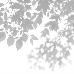 shadow overlay effect. Gray shadow of leaves isolated on white background. Plant foliage leaf shadow light effect. Mockup Blurred tree branch shadow. Ideal for summer spring design elements PNG