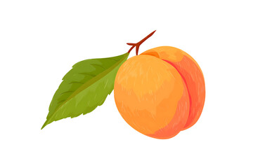 A Single, Ripe Peach with Attached Stem and Leaf  Isolated on transparent background, cutout	