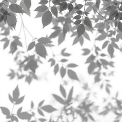 shadow overlay effect. Gray shadow of leaves isolated on white background. Plant foliage leaf shadow light effect. Mockup Blurred tree branch shadow. Ideal for summer spring design elements PNG