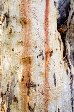 Close up of textured gum tree trunk with scribbly insect trails and orange and white colouring
