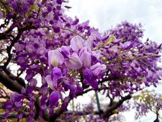 Close-up of a wisteria tree branch featuring cascading purple flowers against a blurred sky...