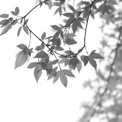 shadow overlay effect. Gray shadow of leaves isolated on white background. Plant foliage leaf shadow light effect. Mockup Blurred tree branch shadow. Ideal for summer spring design elements PNG