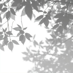 shadow overlay effect. Gray shadow of leaves isolated on white background. Plant foliage leaf shadow light effect. Mockup Blurred tree branch shadow. Ideal for summer spring design elements PNG
