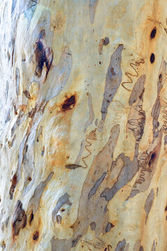 Close up of gum tree trunk with rough texture, scribbles and grey, yellow and white colouring
