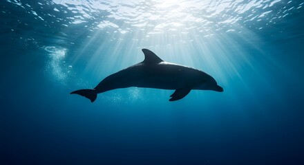 Graceful dolphin silhouetted by sunbeams in crystal clear deep blue ocean water