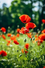 Obraz premium Red poppies flowers in the field